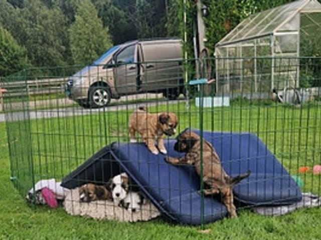 Tibetansk terrier