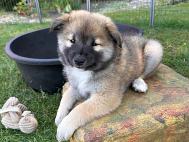 Icelandic Sheepdog