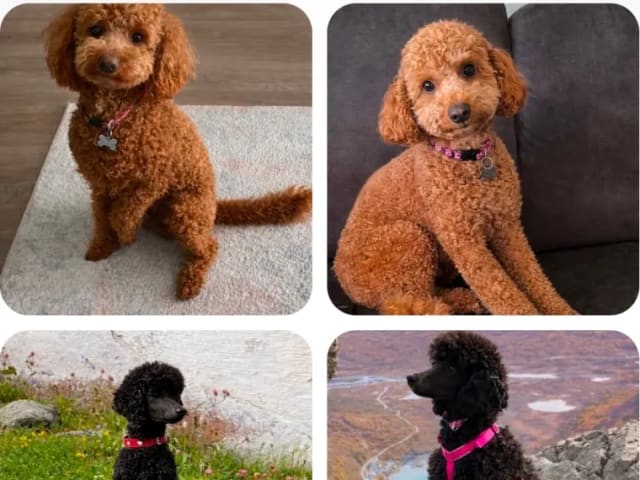 Medium Poodle