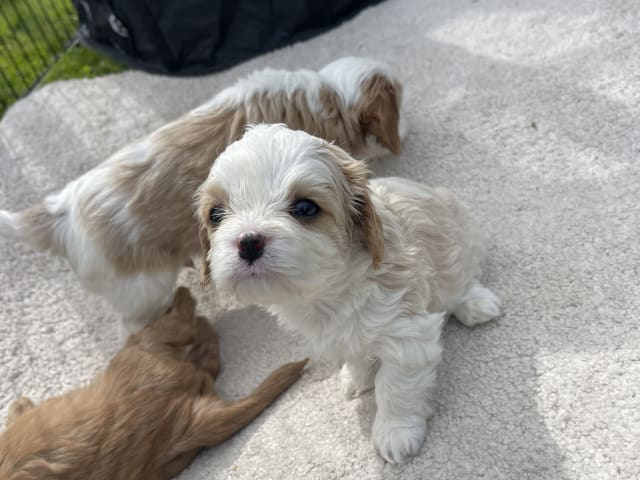 Cavalier king Charles spaniel/maltes · Kristinehamn · Anneli G.