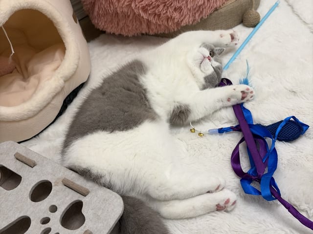 British Shorthair · Hässelby · Miranda M.