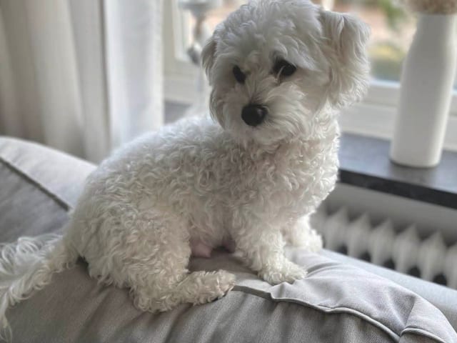 Maltipoo · Hässleholm · Daniela K.