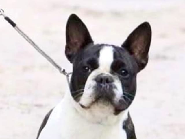 Fransk bulldogg · östervåla · Dexline's