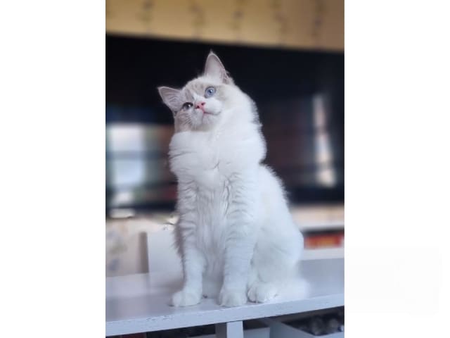 Ragdoll