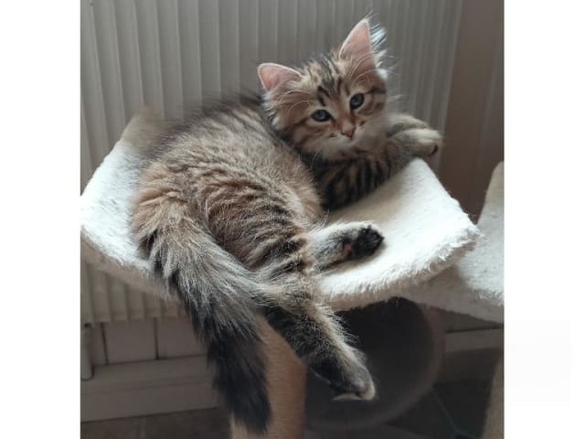 Sibirisk katt · Idkerberget · SE*Tayna Urala