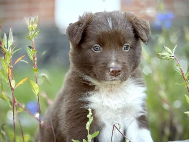 Border collie