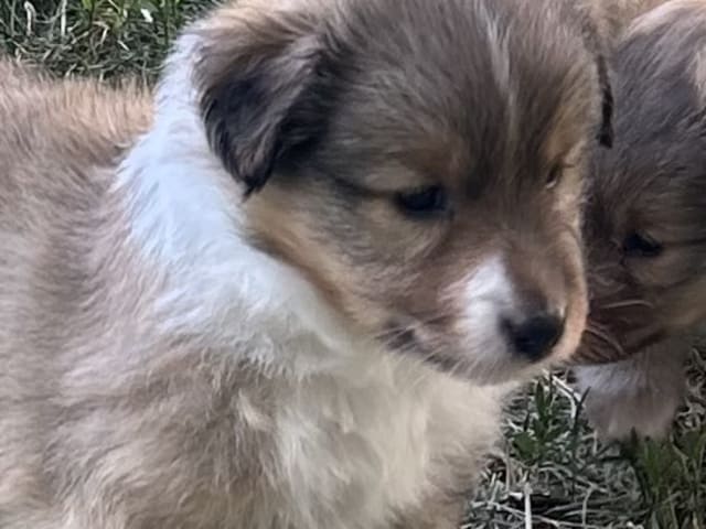 Shetland sheepdog