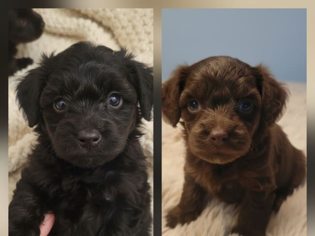 Maltipoo