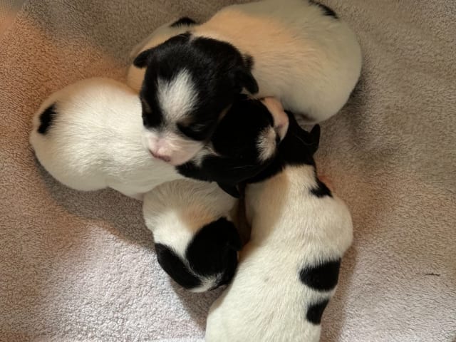 Jack Russell terrier · Knivsta · Limelight Kennels