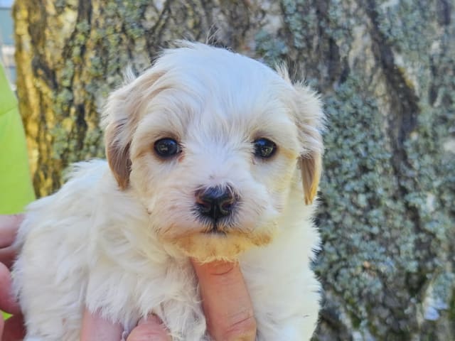 Maltipoo · Havdhem · Mias pälsklingar
