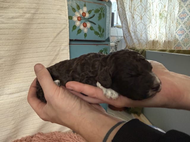 Lagotto romagnolo