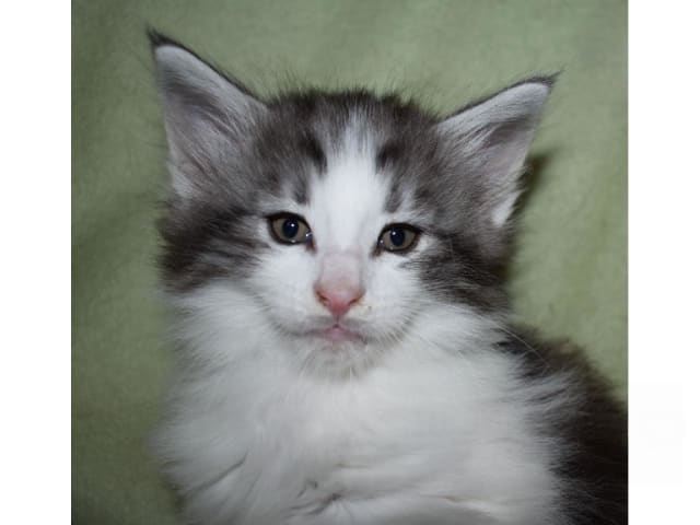 Norwegian Forest · Edsvalla · S*Pysida's