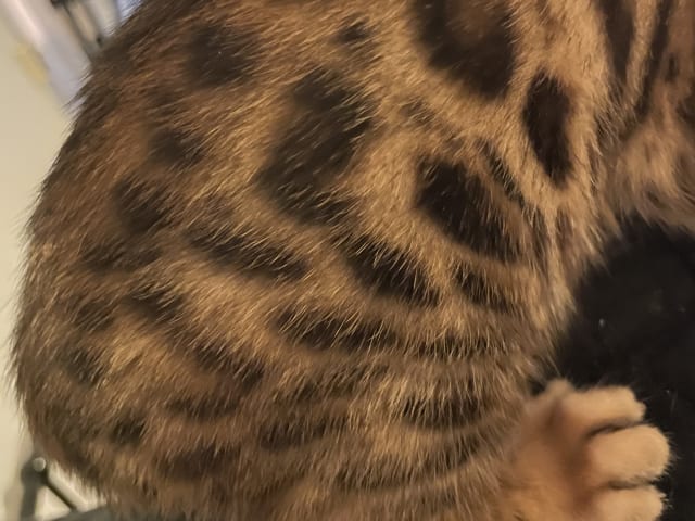 Bengal · Enskededalen · Biancas