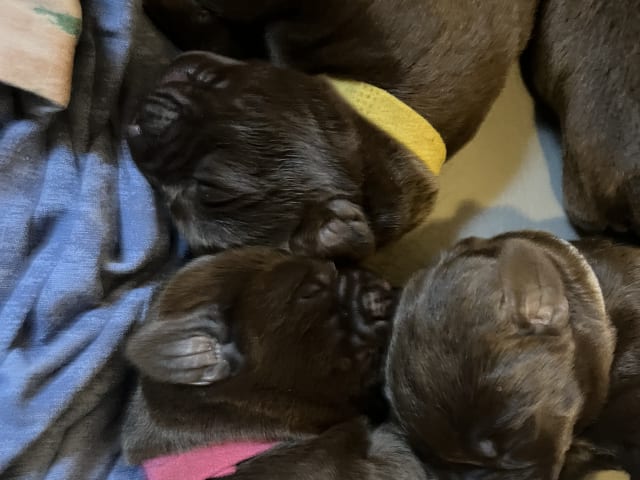 Labrador retriever · Mariestad · Värmdö kennel