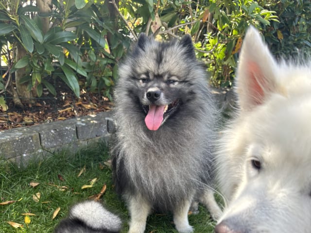 Keeshond