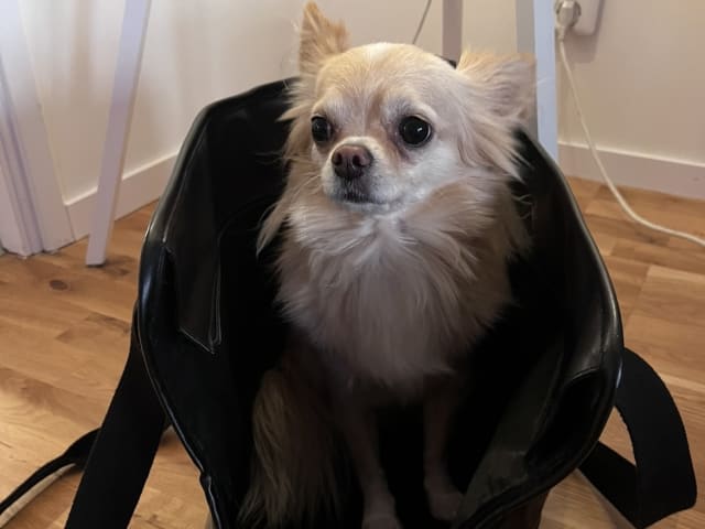 Chihuahua