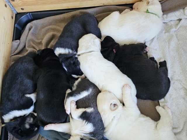 Siberian Husky/Alaska Husky · Kolbu · Bjerkehagen Husky