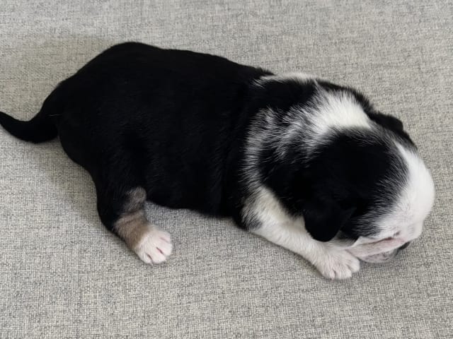 Mops · Malmö · Igno A.