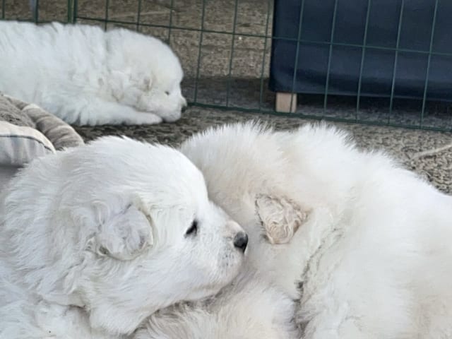 Samoyed
