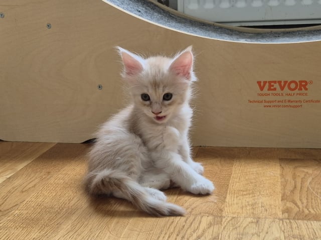 Maine Coon · Västra Frölunda · Dagdrivarn