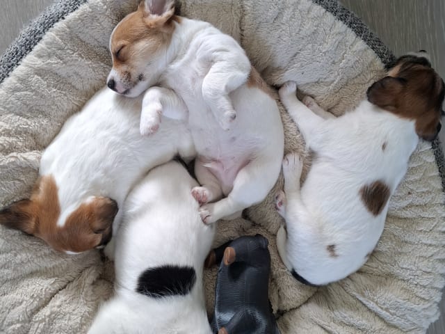 Jack russell terrier · Bjarkøy · Marita M.