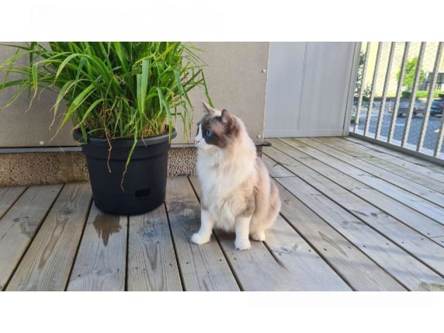 Ragdoll · Eskilstuna · Anders Söderberg