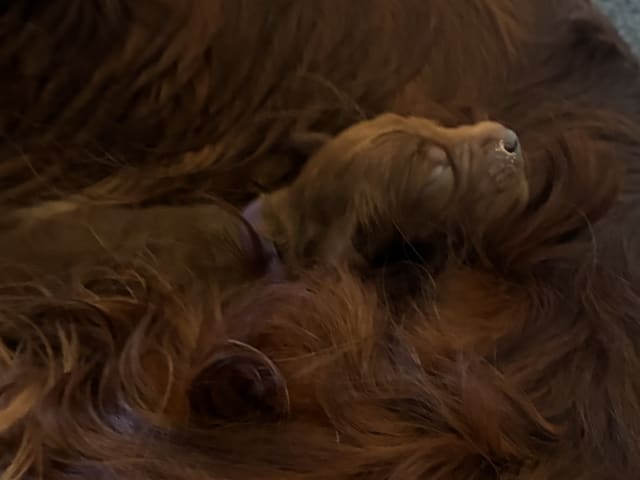 Irish Setter