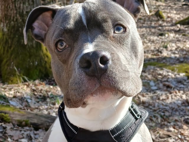 American Staffordshire Terrier