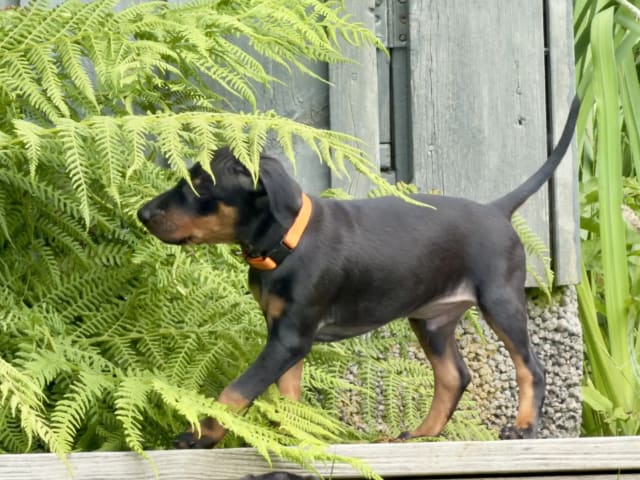 Manchester Terrier · Rennesøy · WestChester Kennel