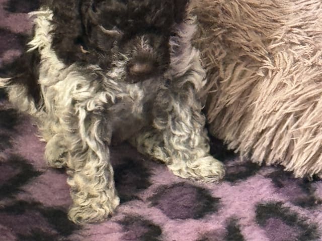 Lagotto Romagnolo