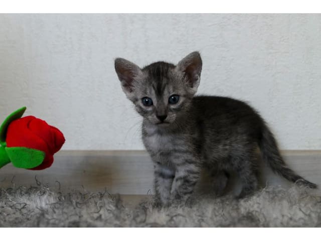 Egyptian Mau · Järfälla · SE*Mjako