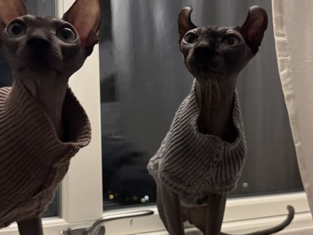 Sphynx