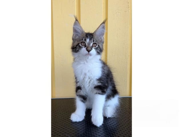 Maine Coon · Motala · SE*Knäkattens