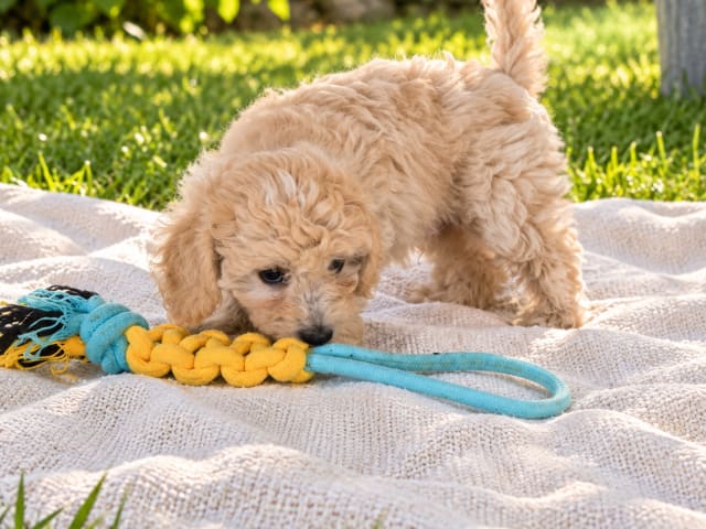 Maltipoo · Ballingslöv · Daniela K.