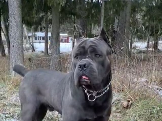 Cane Corso · Saltsjö-boo · Jenny E.