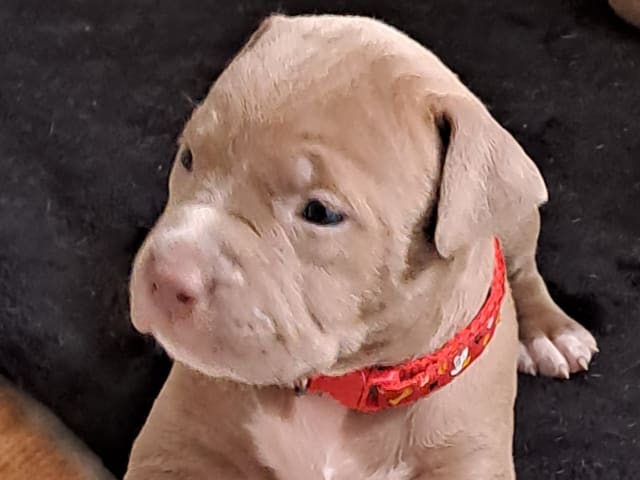 American bully