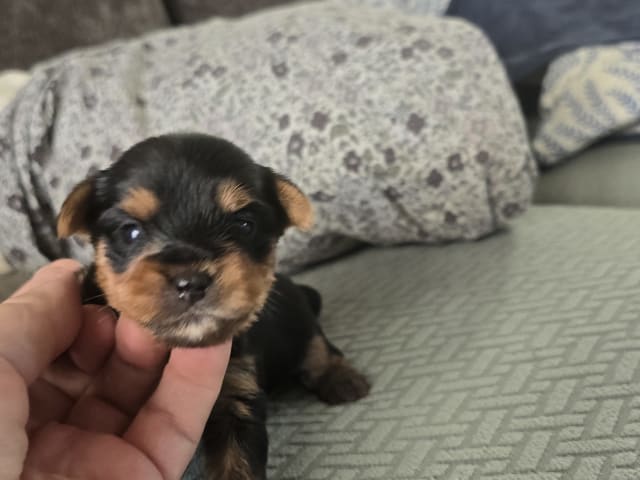 Yorkshire Terrier