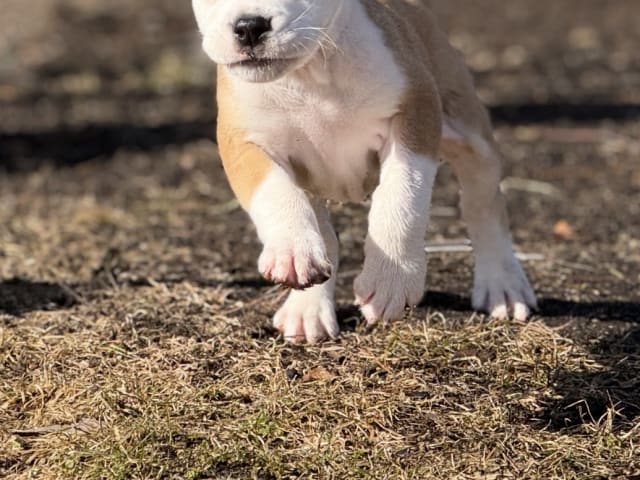 Continental Bulldog