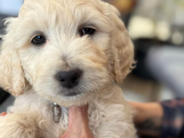 Goldendoodle