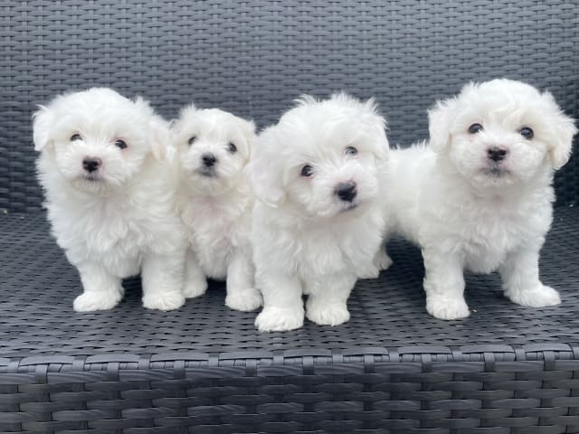 Bichon Frise