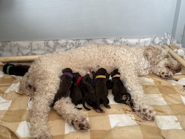 Lagotto romagnolo
