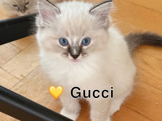 Ragdoll · Heberg · DiamondStone
