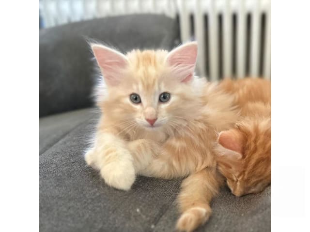 Norsk skogkatt · Hällekis · SE*Kinnekulles