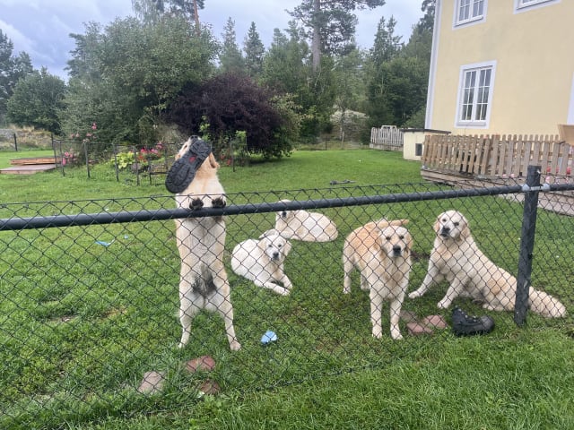 Golden retriever · Tjällmo · Ekbergarn’s  kennel