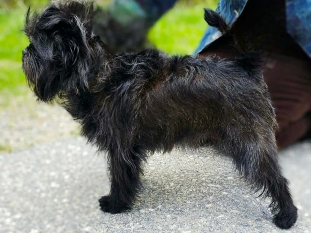 Affenpinscher · Tyresö · Skäggpatrullen