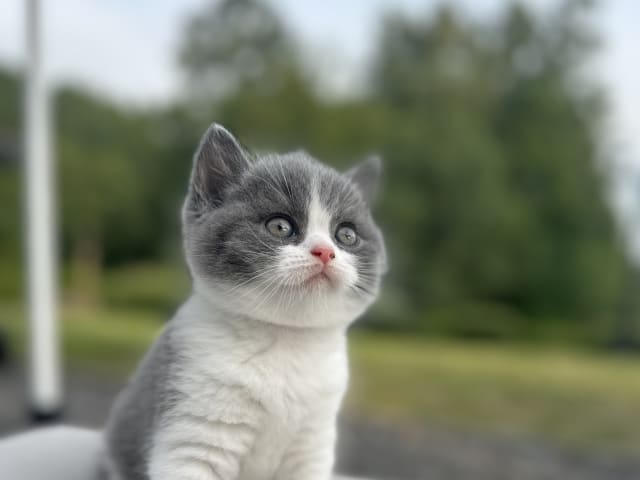 British Shorthair · Laholm · SE*Royal Whiskers