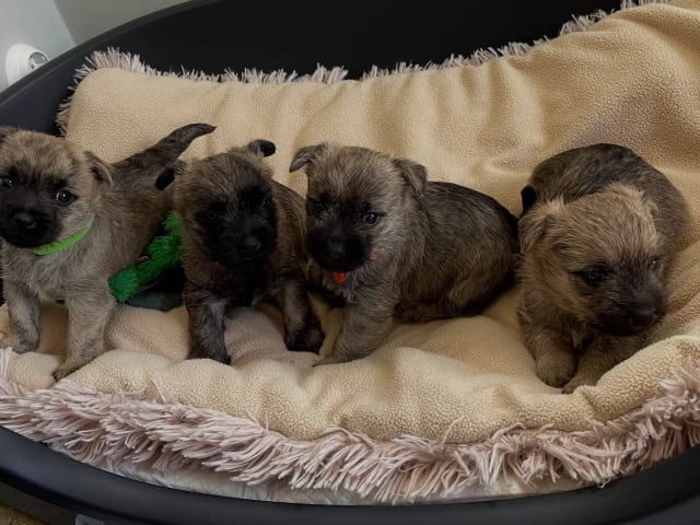 Cairn Terrier