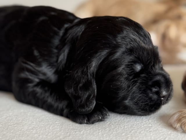 Cockapoo · Fornebu · Kaja F.