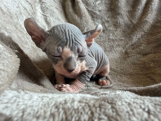 Sphynx · Tumba · Samuel P.