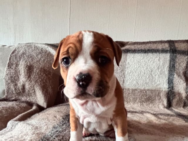 American Staffordshire Terrier · Köping · Hannah Östensson Lindqvist